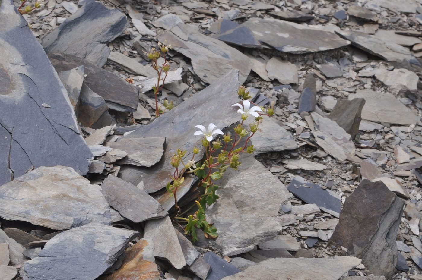 Image of Saxifraga sibirica specimen.