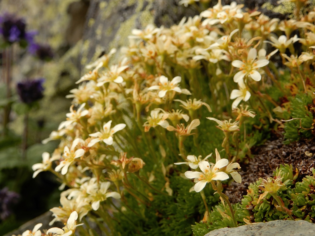 Image of Saxifraga terektensis specimen.