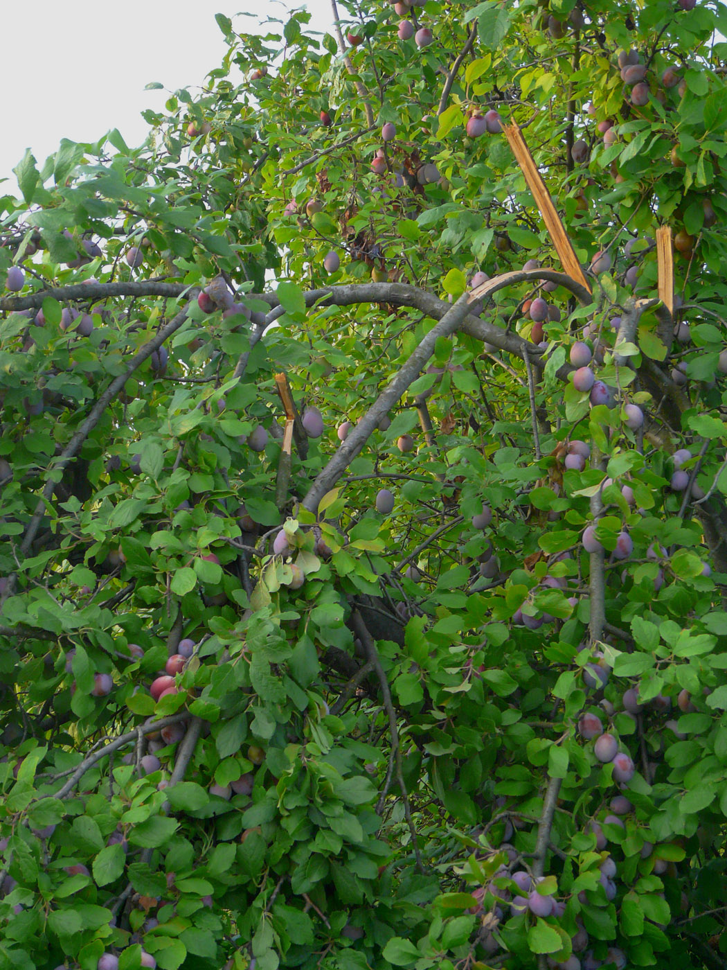 Image of Prunus domestica specimen.