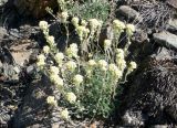 Artemisia glomerata