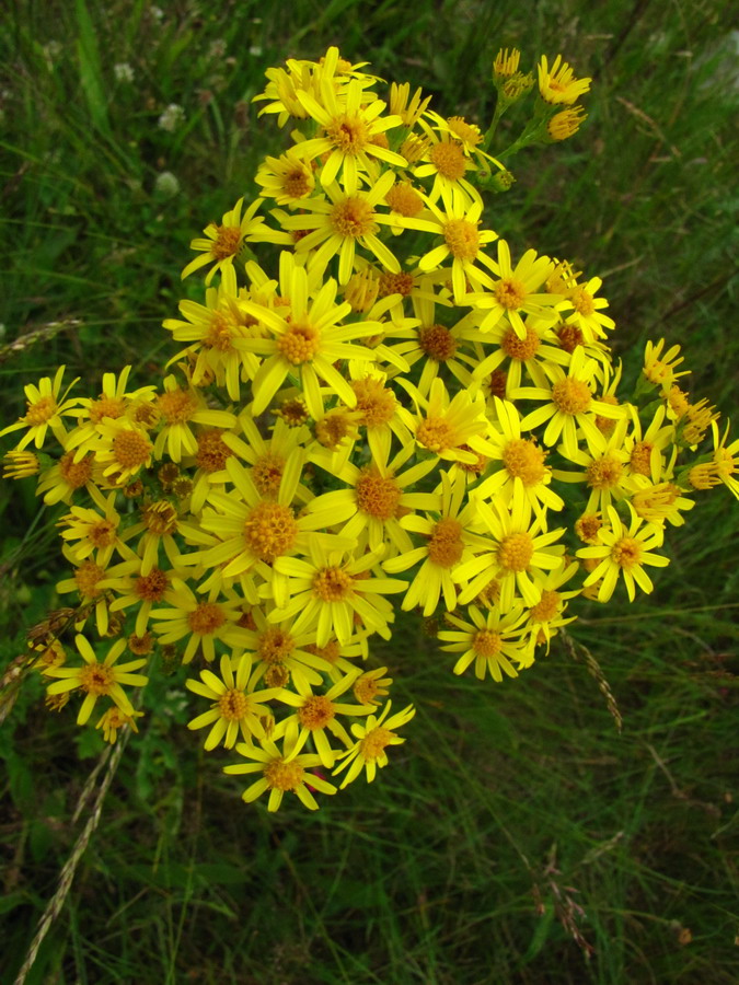 Изображение особи Senecio jacobaea.