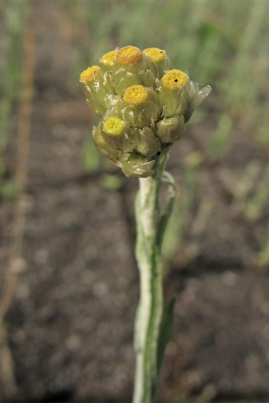 Image of Laphangium luteoalbum specimen.