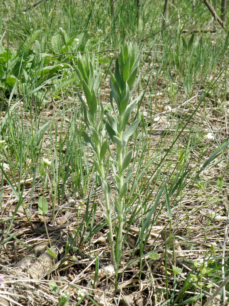 Image of Linaria biebersteinii specimen.