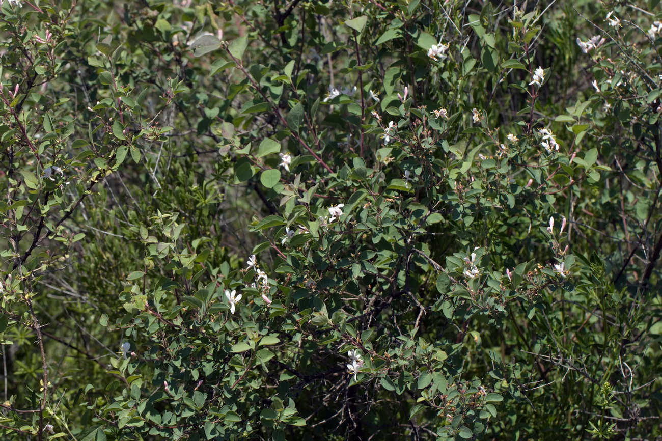 Image of Lonicera korolkowii specimen.