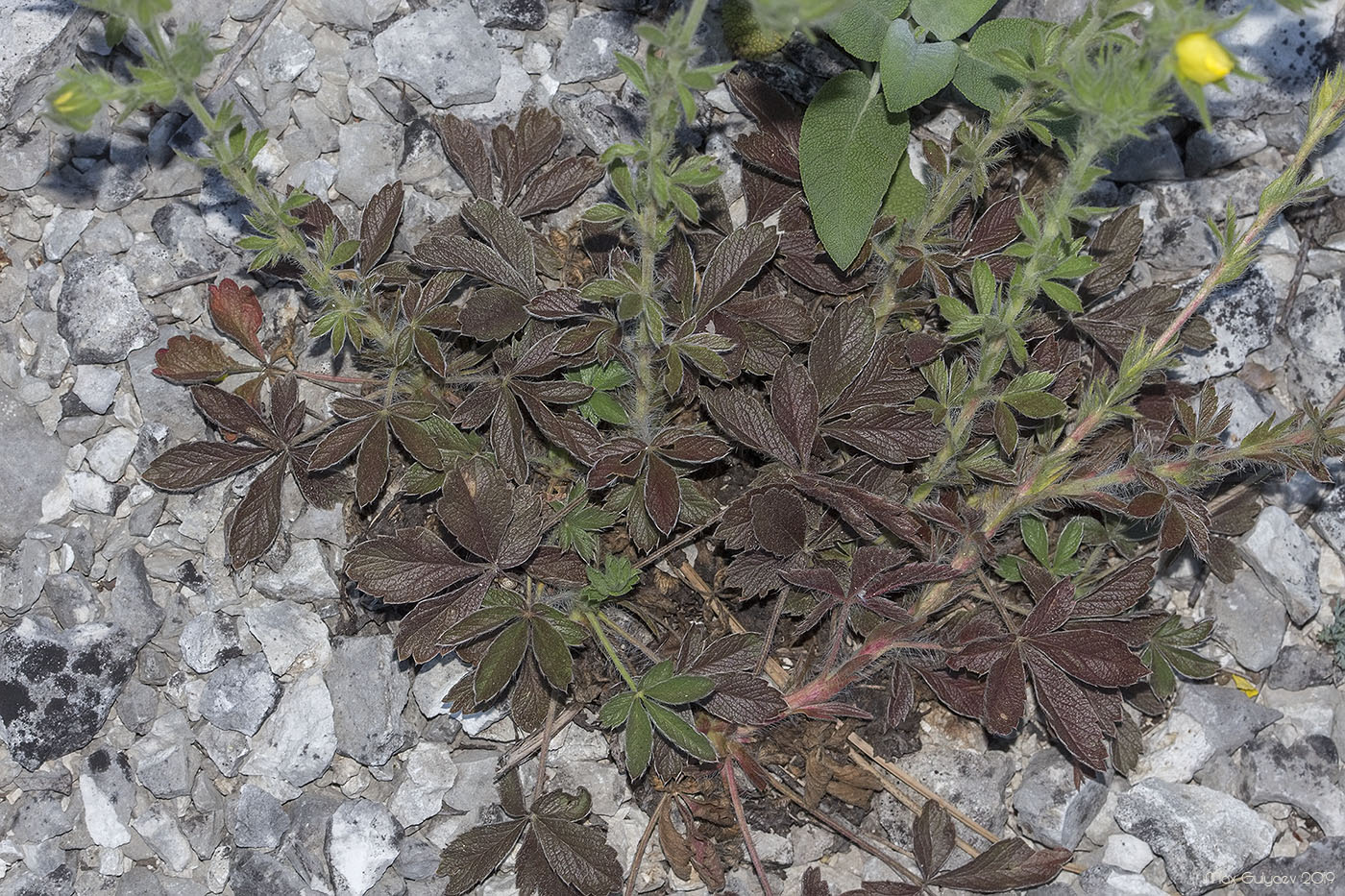 Image of genus Potentilla specimen.