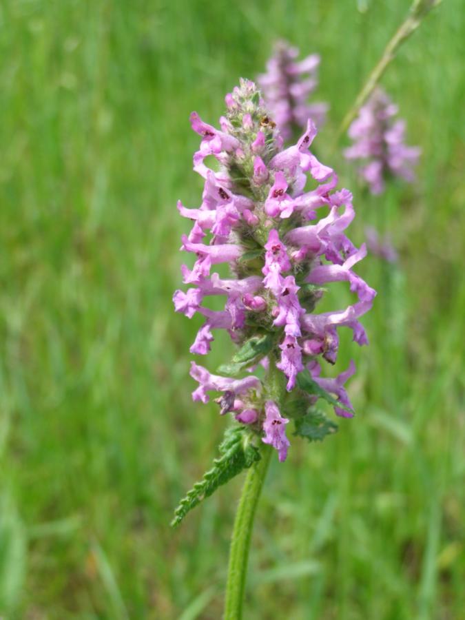 Image of Betonica officinalis specimen.