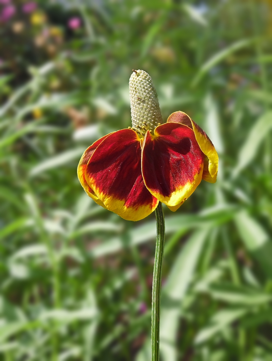 Image of Rudbeckia columnifera specimen.