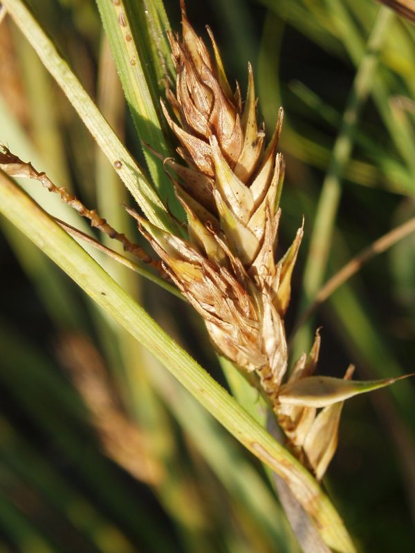 Image of Carex secalina specimen.