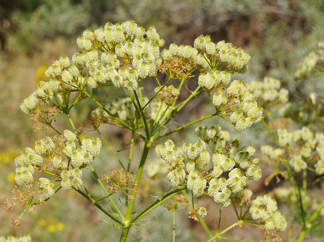 Image of Prangos pabularia specimen.