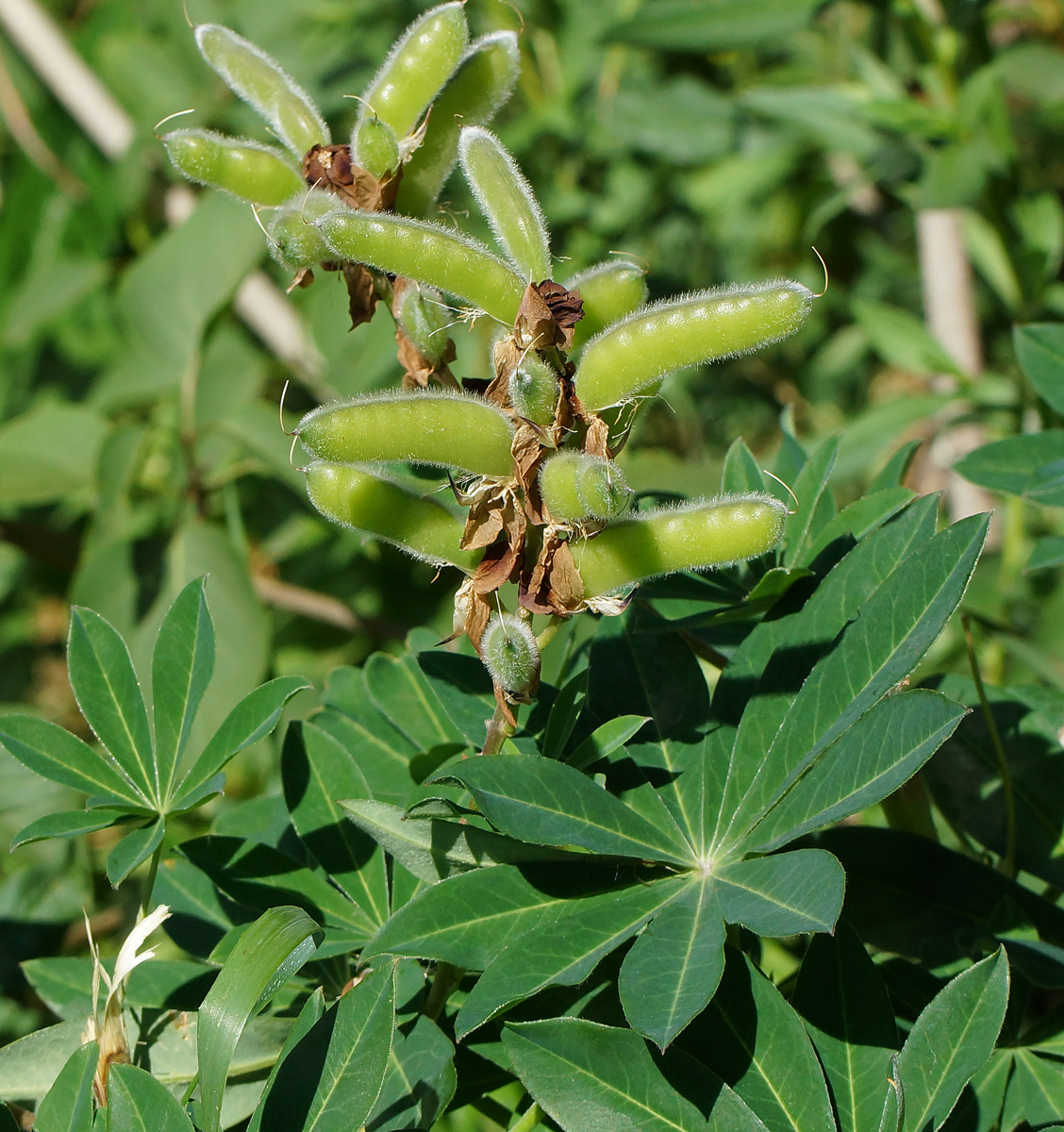 Image of Lupinus &times; regalis specimen.