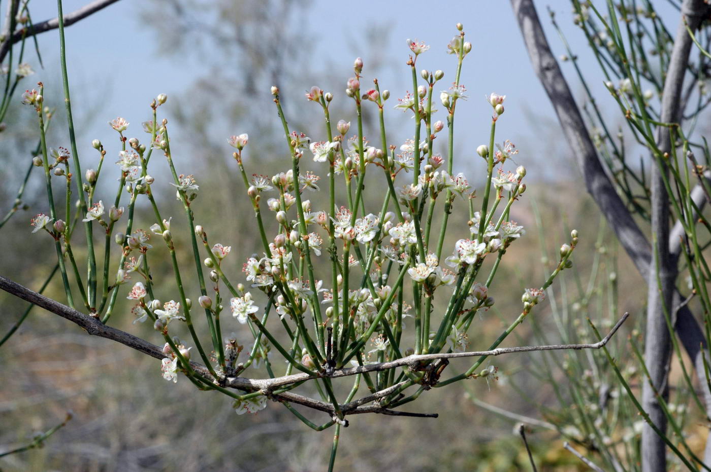 Image of genus Calligonum specimen.