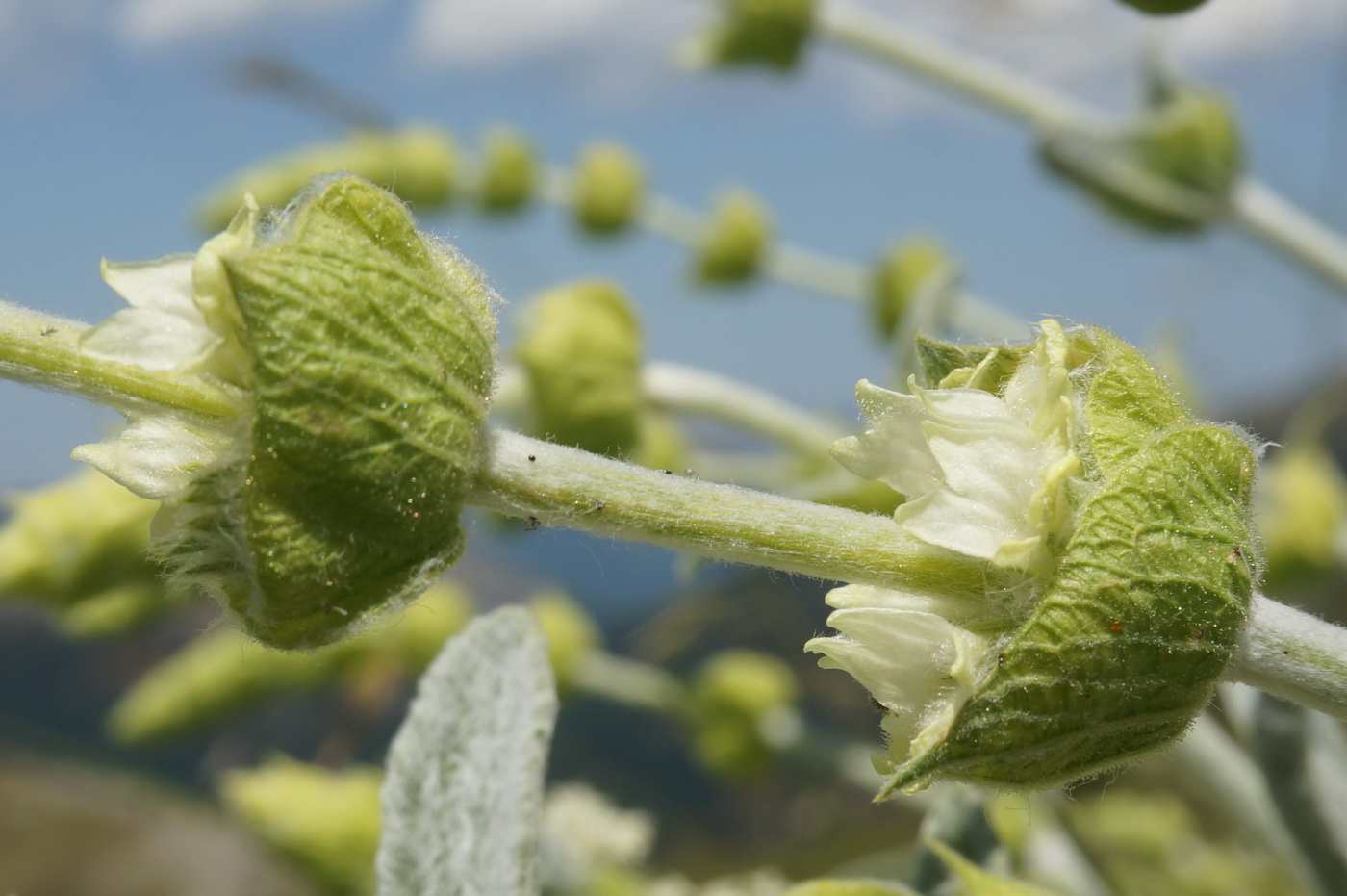 Изображение особи Sideritis catillaris.