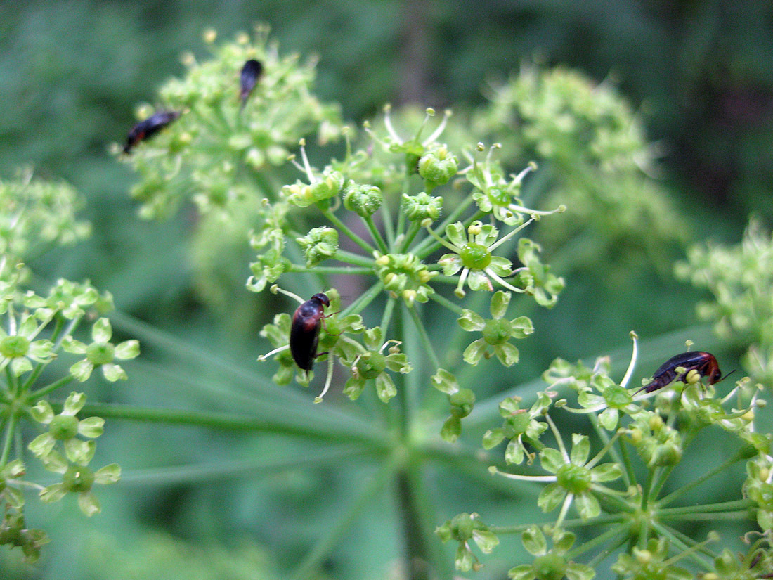 Изображение особи Heracleum sibiricum.