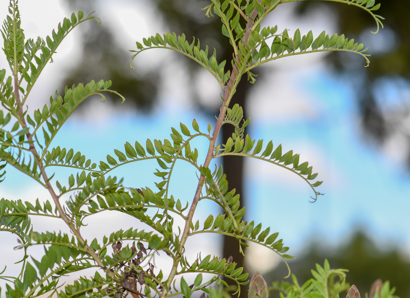 Image of Mutisia acuminata specimen.