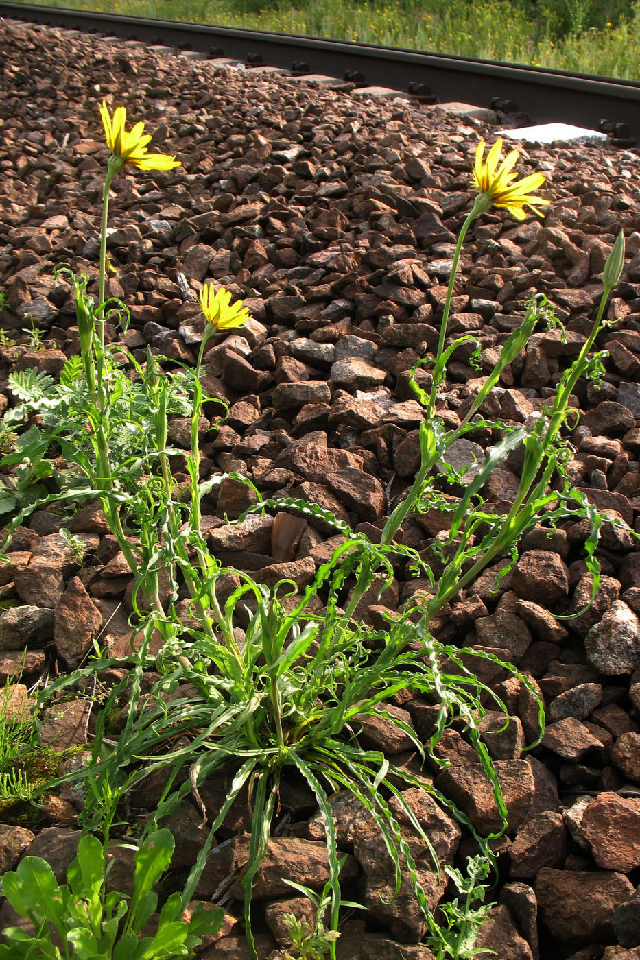 Image of Tragopogon orientalis specimen.