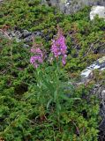 Chamaenerion angustifolium. Цветущие растения среди ветвей Juniperus sibirica. Челябинская обл., Катав-Ивановский р-н, хребет Зигальга, ≈ 1200 м н.у.м., курумник. 20.07.2020.