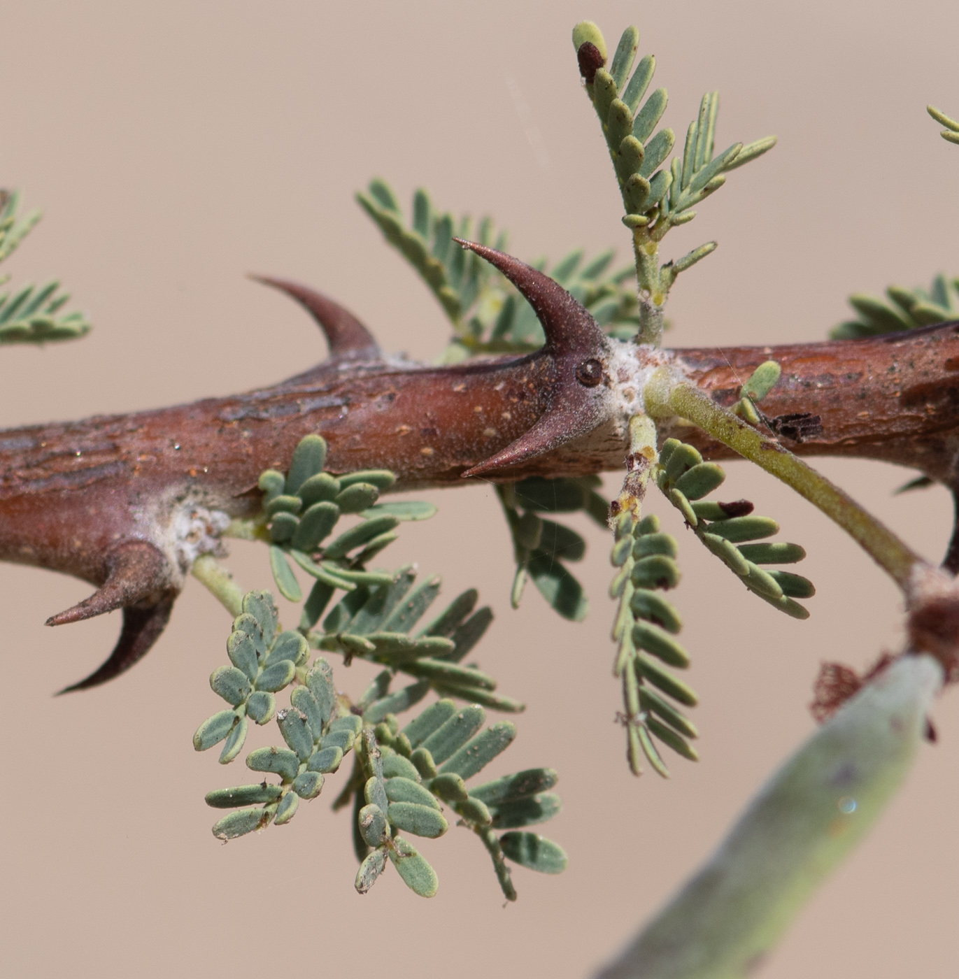 Image of Vachellia reficiens specimen.