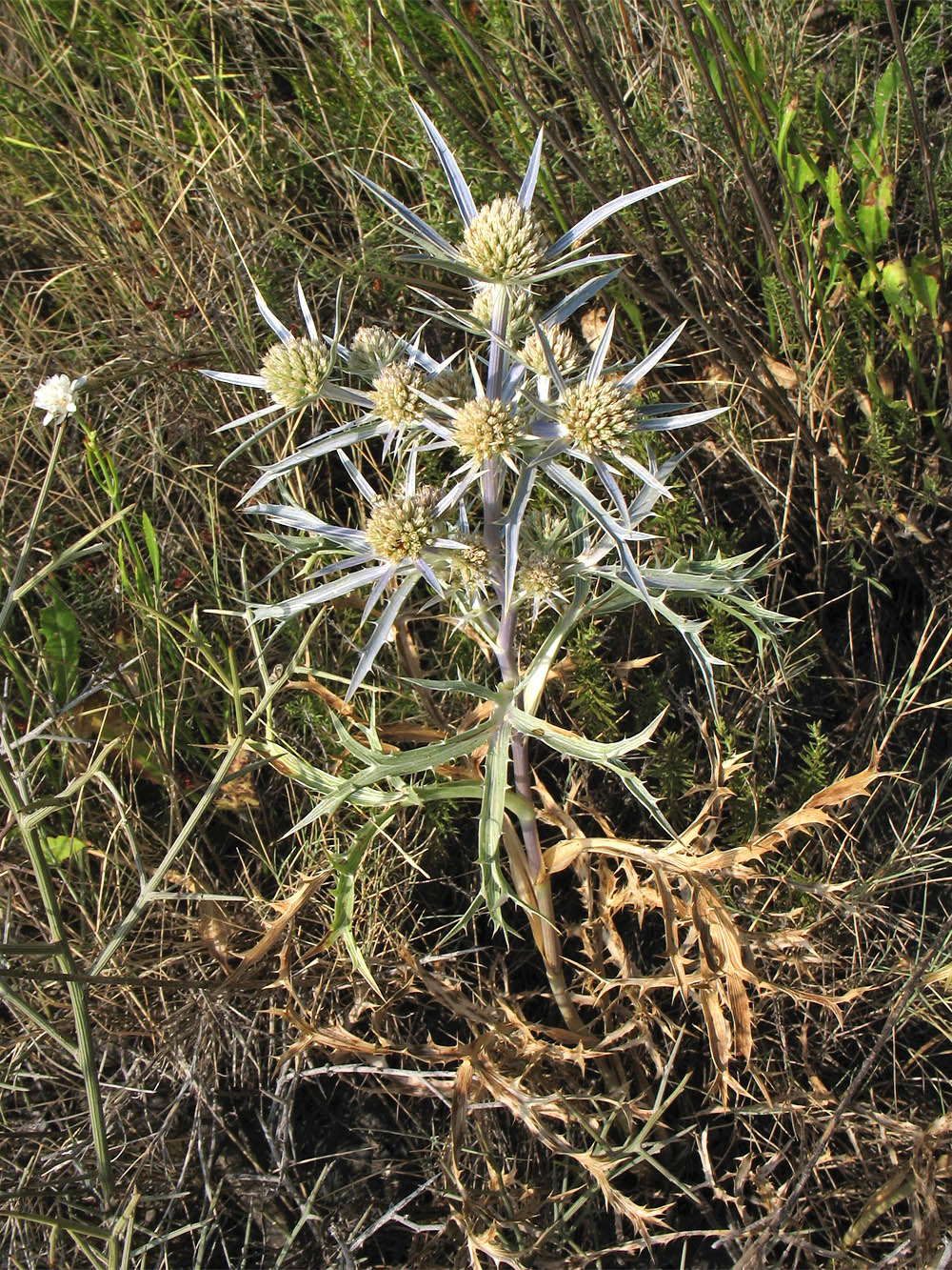 Изображение особи Eryngium amethystinum.