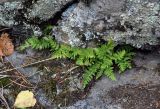 Woodsia ilvensis. Вайи. Челябинская обл., Миасский гор. округ, Александровская сопка, ≈ 800 м н.у.м., расщелина в скале. 23.07.2020.