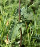 Phlomoides tuberosa. Часть стебля и листья. Краснодарский край, окр. г. Тихорецк, суходольный луг. 02.06.2019.