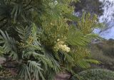 Acacia mearnsii. Верхушка ветви с соцветиями. Испания, автономное сообщество Каталония, провинция Жирона, комарка Баш-Эмпорда, муниципалитет Палафружель, ботанический сад \"Кап-Роч\". 28.02.2021.