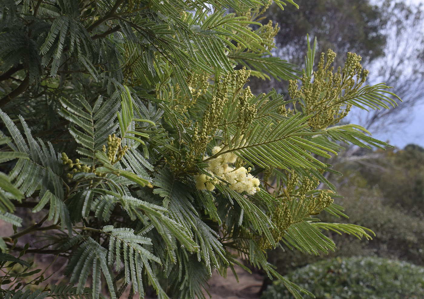 Изображение особи Acacia mearnsii.