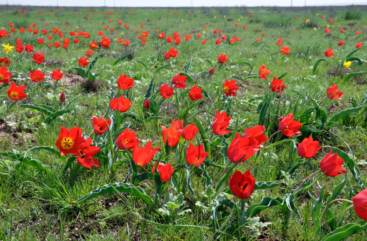 Изображение особи Tulipa suaveolens.