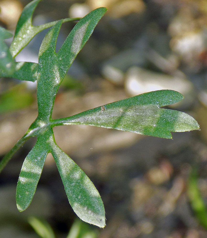 Image of Ranunculus arvensis specimen.