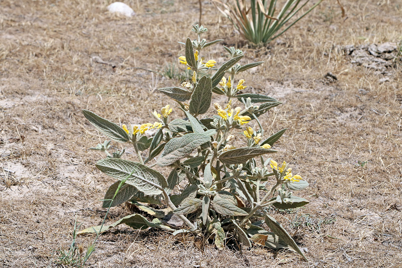 Изображение особи Phlomis bucharica.