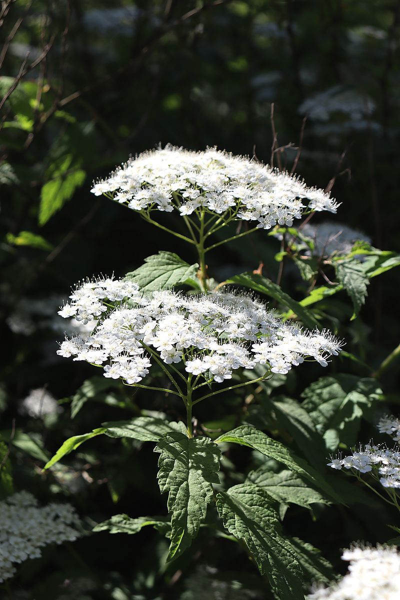 Image of Spiraea rosthornii specimen.