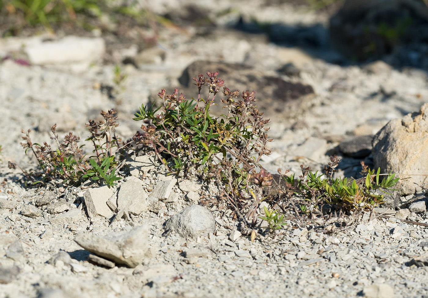 Image of Thymus sessilifolius specimen.