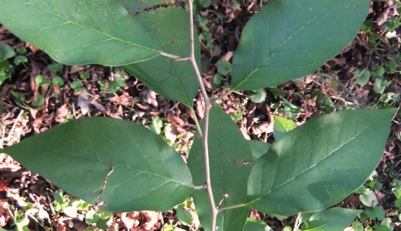 Image of Maclura pomifera specimen.