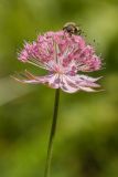 Astrantia maxima. Соцветие с питающейся на нём мухой. Краснодарский край, м/о город-курорт Сочи, окр. с. Эстосадок, хребет Бзерпи, ур. Бзерпинский карниз, субальпийский луг, выс. ≈ 2100 м н.у.м., 29.08.2021.