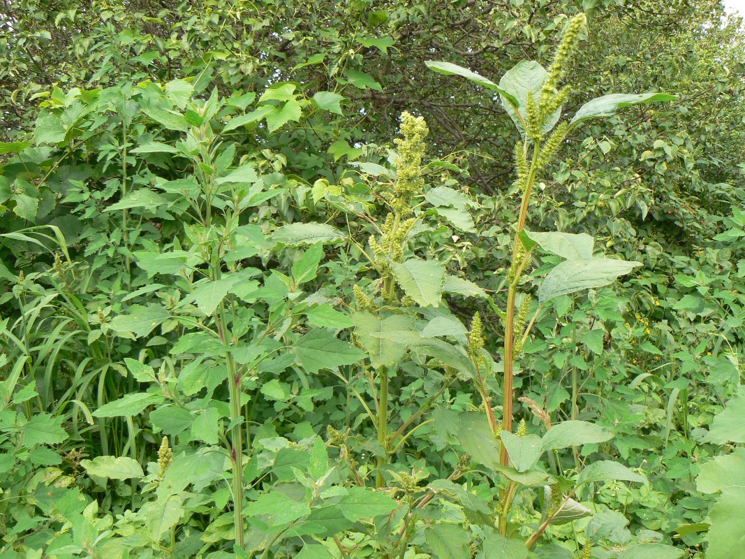 Изображение особи Amaranthus retroflexus.