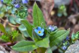 Myosotis lithospermifolia. Цветущее растение в сообществе с Veronica glareosa. Республика Северная Осетия-Алания, Алагирский р-н, Большой Кавказ, правый склон ущелья реки Садон, альпийский пояс ≈ 2980 м н.у.м., каменистая площадка. 03.07.2021.