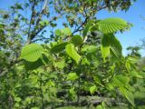 Ulmus laevis. Ветвь с молодыми листьями. Беларусь, г. Минск, парк Грековой, декоративное озеленение. 10.05.2021.