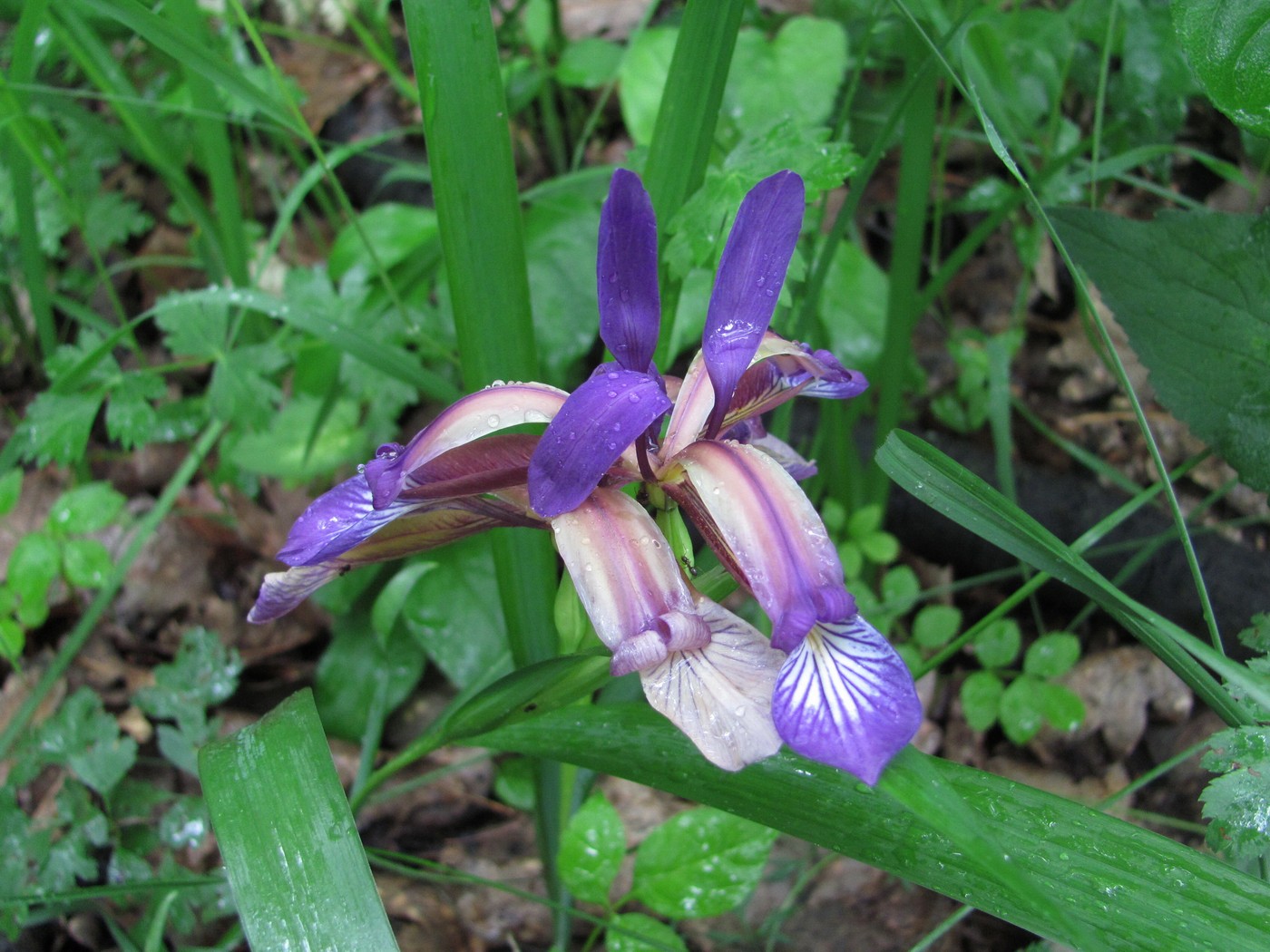 Image of Iris colchica specimen.