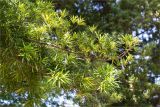 Podocarpus macrophyllus. Ветви вегетирующего растения. Абхазия, г. Сухум, Сухумский ботанический сад, в культуре. 14.05.2021.