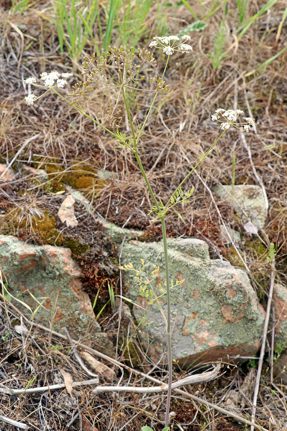 Image of Oedibasis chaerophylloides specimen.