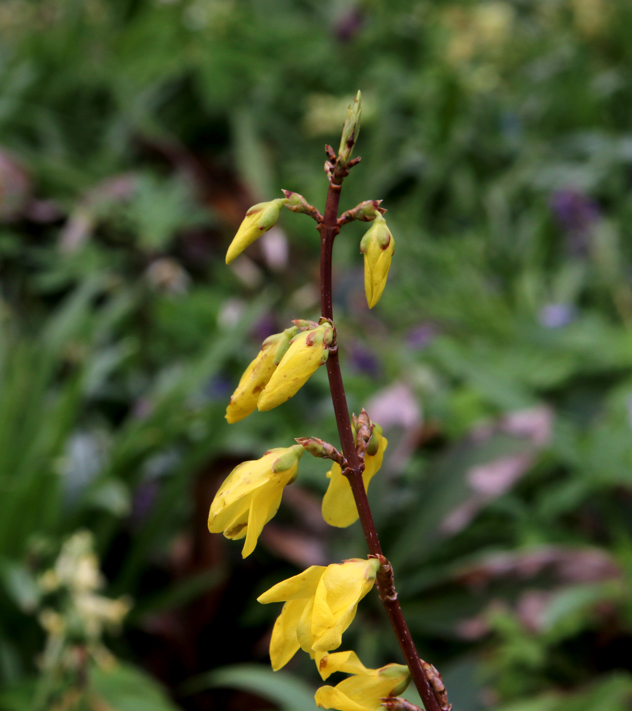 Image of Forsythia &times; intermedia specimen.