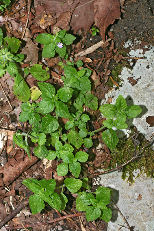 Изображение особи Clinopodium umbrosum.