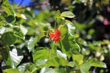 Cordia subcordata