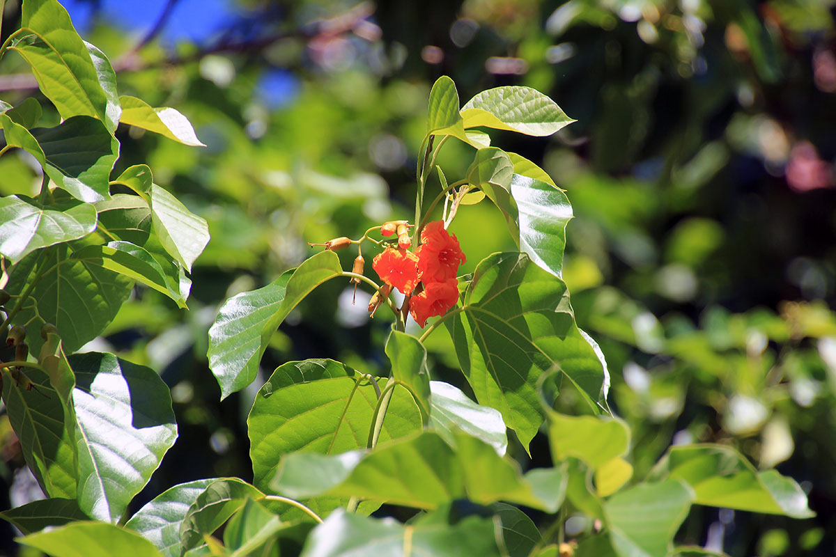 Изображение особи Cordia subcordata.