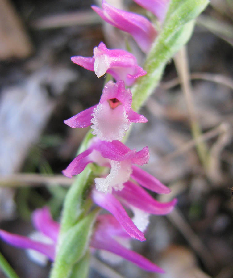 Image of Spiranthes australis specimen.