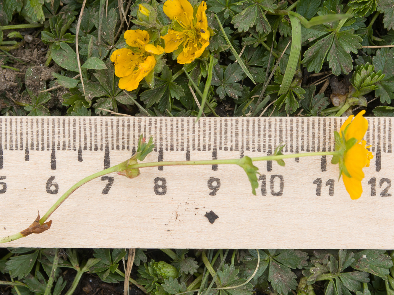 Image of Potentilla ruprechtii specimen.