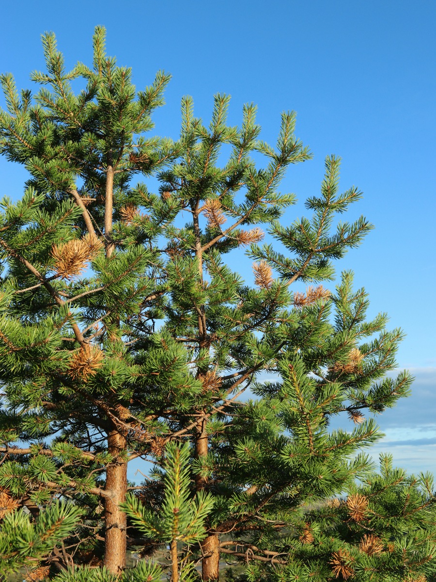 Изображение особи Pinus friesiana.