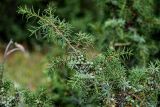 Juniperus oblonga. Верхушка ветви с незрелыми шишкоягодами. Дагестан, Гунибский р-н, окр. с. Гамсутль, ≈ 1400 м н.у.м., опушка смешанного леса. 29.07.2022.