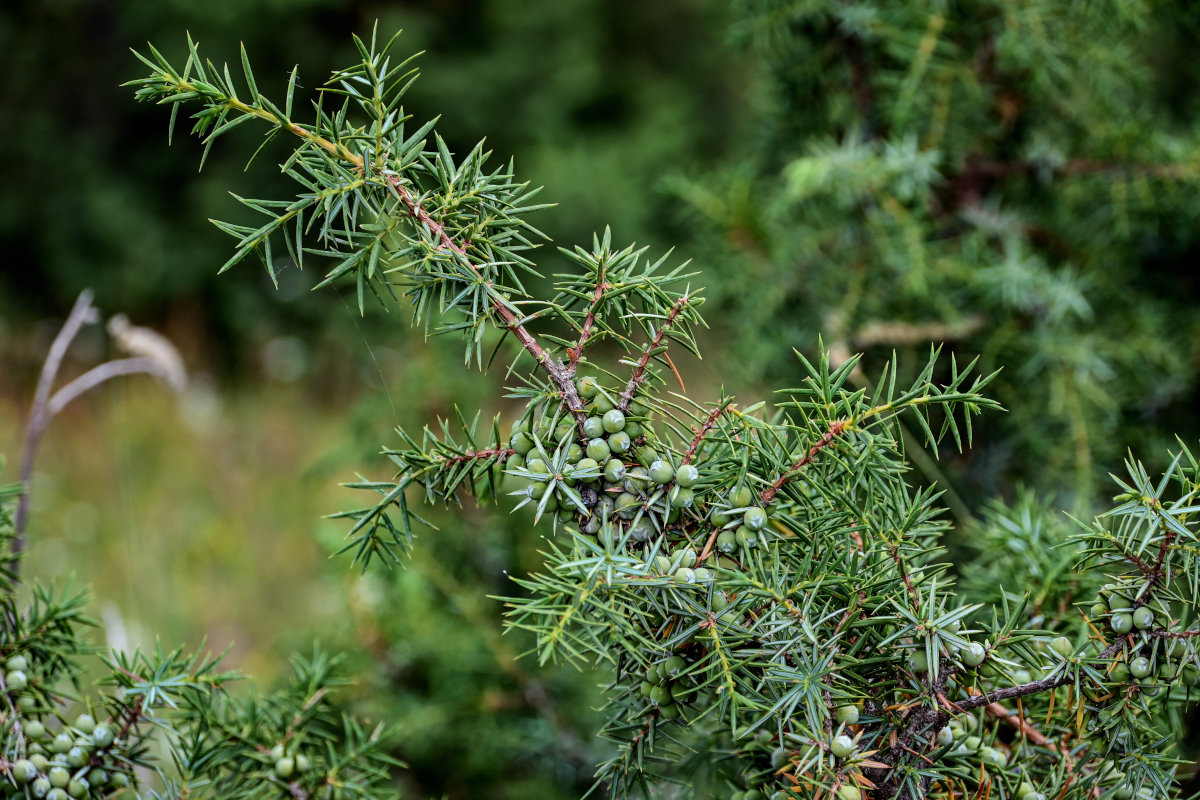 Изображение особи Juniperus oblonga.