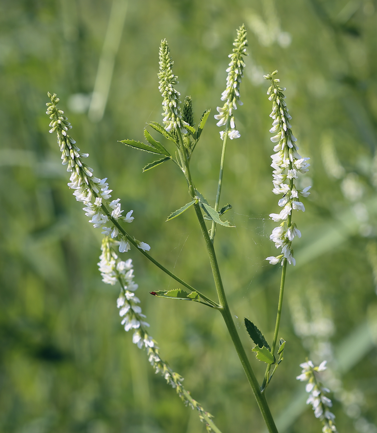 Image of Melilotus albus specimen.