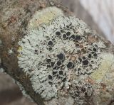 Смотреть изображение род Physcia